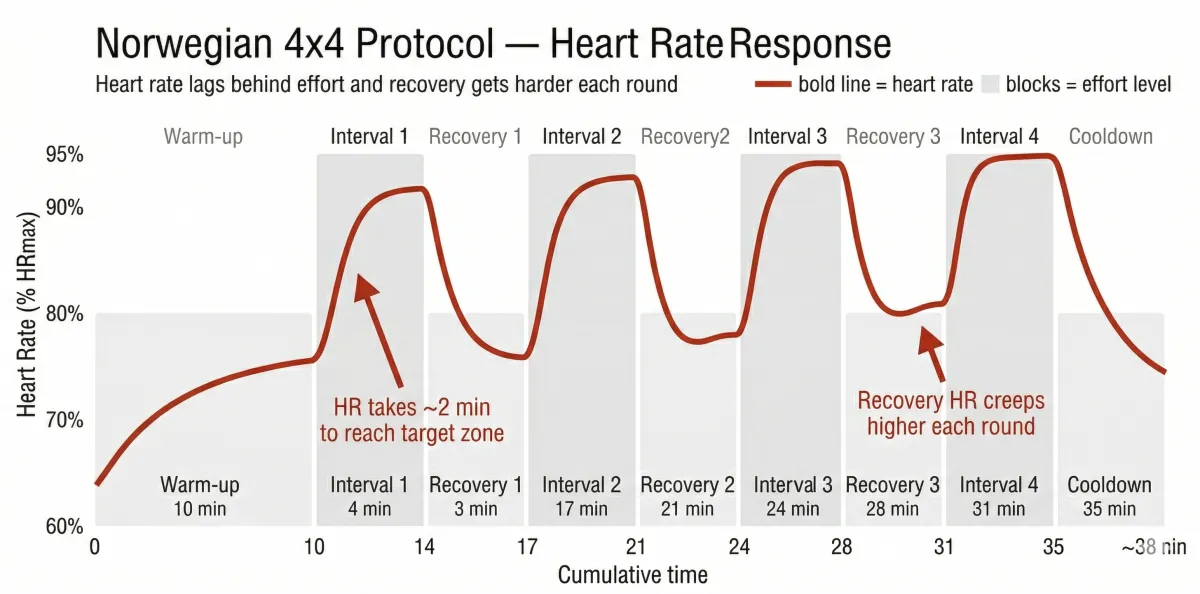 Norwegian 4x4 protocol heart rate response showing how heart rate takes 1-2 minutes to reach the 90-95% HRmax target zone during intervals and recovery heart rate creeps higher each round